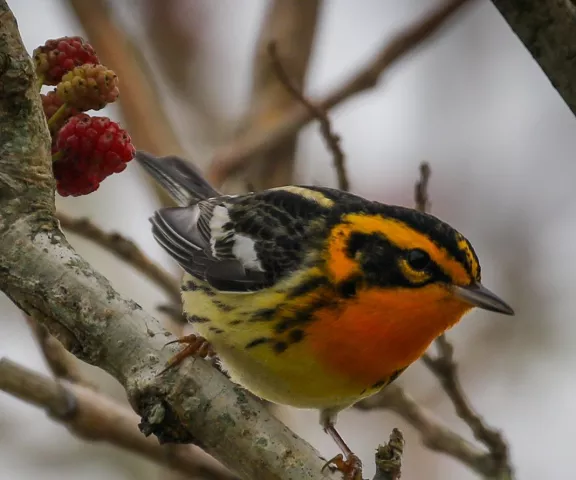 Blackburnian Warbler - Photo by Brad Price