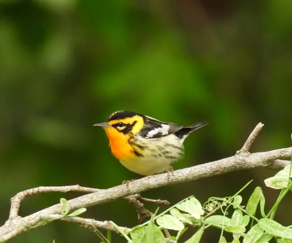 Blackburnian Warbler - Photo by Jane Patterson