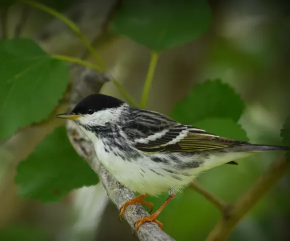 Blackpoll Warbler - Photo by Jane Patterson