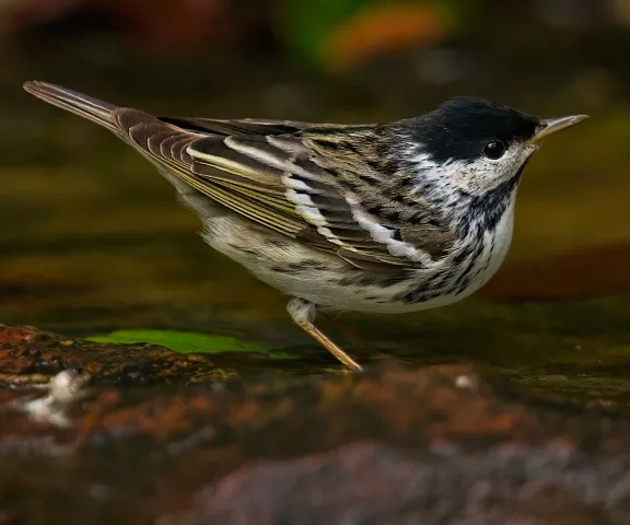 Blackpoll Warbler - Photo by Tom Finnie