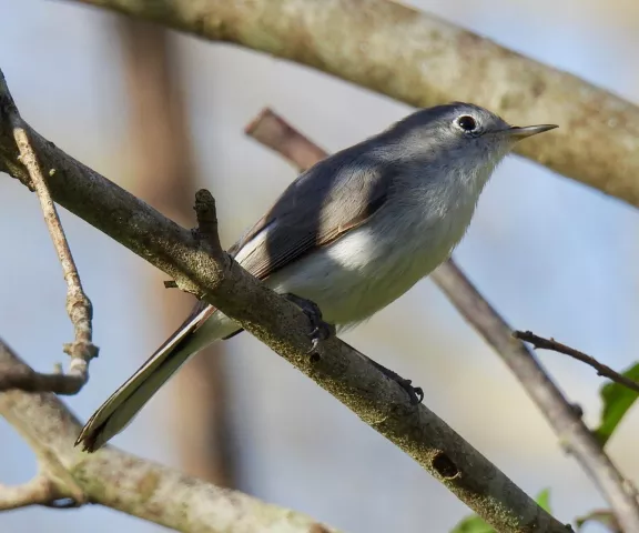 Blue-gray Gnatcatcher - Photo by Van Remsen