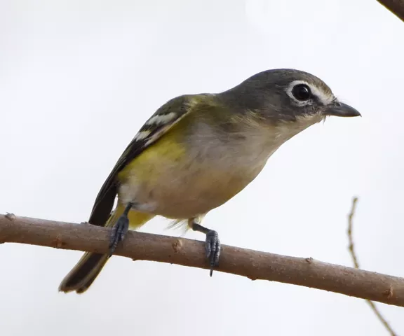 Blue-headed Vireo - Photo by Erik Johnson