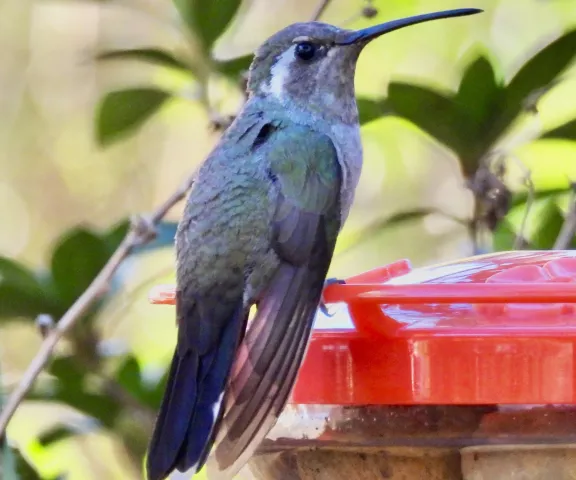 Blue-throated Mountain-gem - Photo by Van Remsen