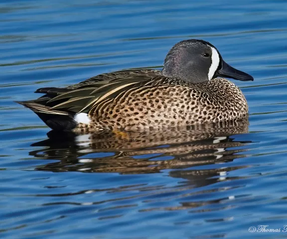 Blue-winged Teal - Photo by Tom Finnie