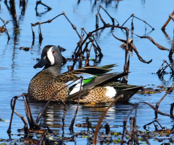 Blue-winged Teal - Photo by Ruth Cronan