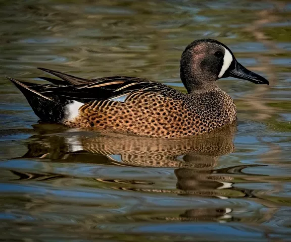 Blue-winged Teal - Photo by Tom Finnie