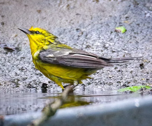 Blue-winged Warbler - Photo by Brad Price