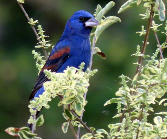 Blue Grosbeak - Photo by Vicki Sensat