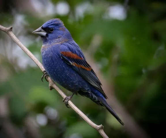 Blue Grosbeak - Photo by Brad Price