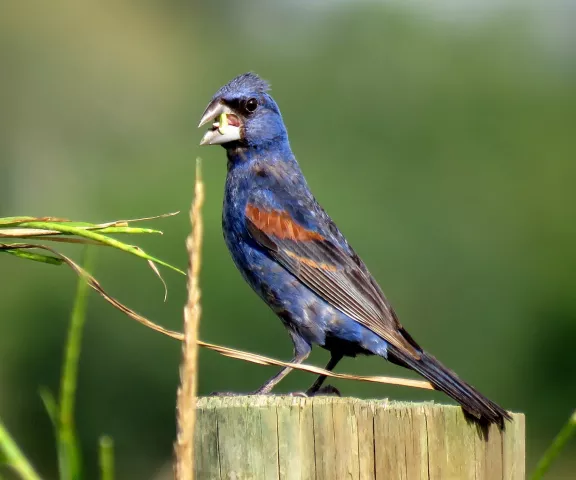 Blue Grosbeak - Photo by Vicki Sensat