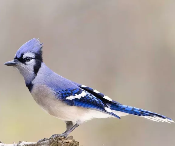 Blue Jay - Photo by Jim E. Johnson