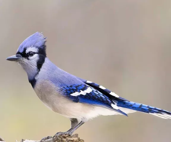 Blue Jay - Photo by Jim E. Johnson