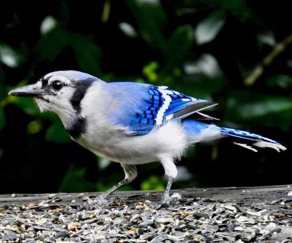 Blue Jay - Photo by Van Remsen