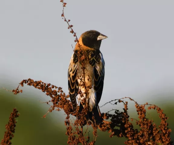 Bobolink - Photo by Ruth Cronan