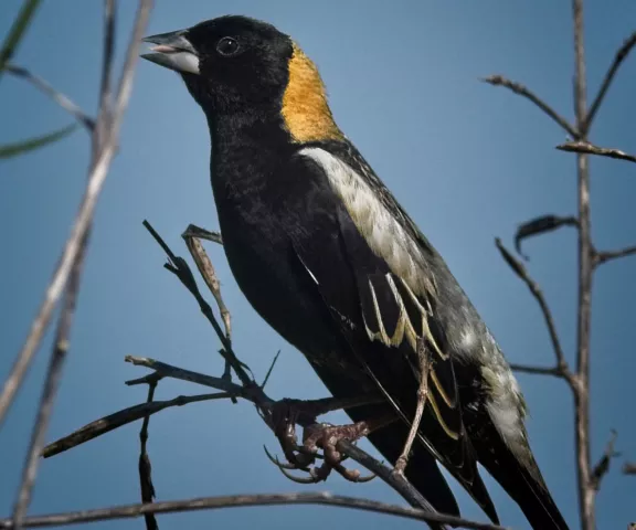 Bobolink - Photo by Tom Finnie