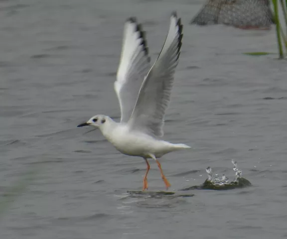 Bonaparte's Gull - Photo by Van Remsen