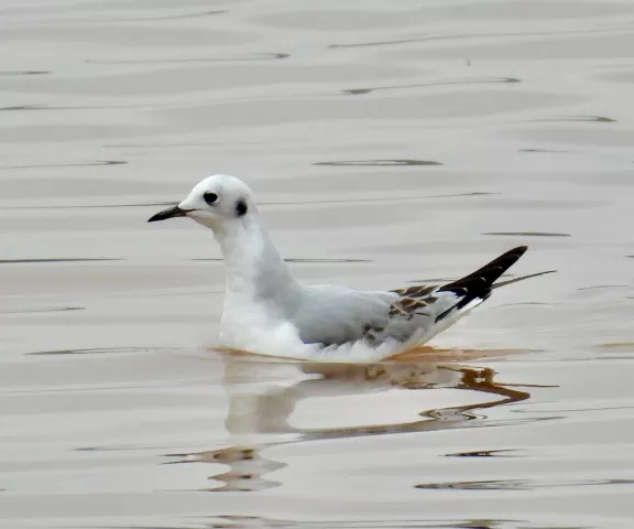 Bonaparte's Gull - Photo by Van Remsen