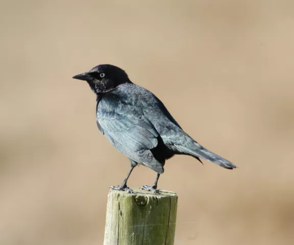 Brewer's Blackbird - Photo by Erik Johnson