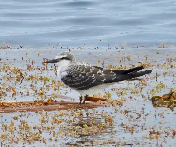 Bridled Tern - Photo by Van Remsen