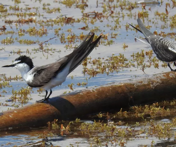 Bridled Tern - Photo by Van Remsen