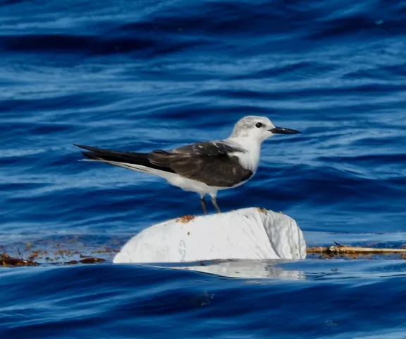 Bridled Tern - Photo by Van Remsen