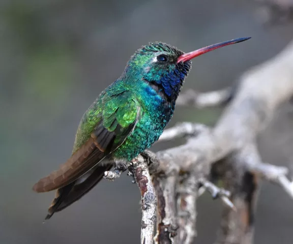 Broad-billed Hummingbird - Photo by Erik Johnson