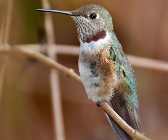 Broad-tailed Hummingbird - Photo by Erik Johnson