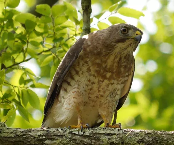 Broad-winged Hawk - Photo by Jane Patterson