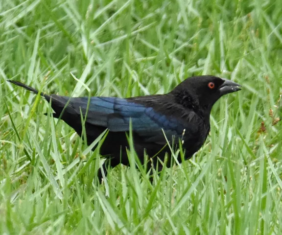 Bronzed Cowbird - Photo by Erik Johnson