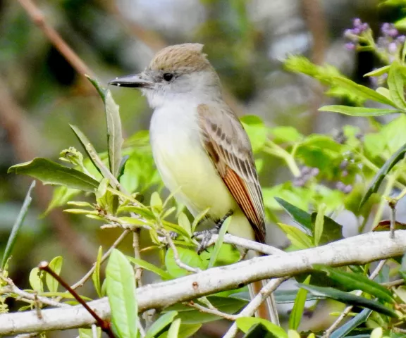 Brown-crested Flycatcher - Photo by Van Remsen