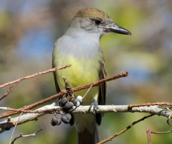 Brown-crested Flycatcher - Photo by Van Remsen