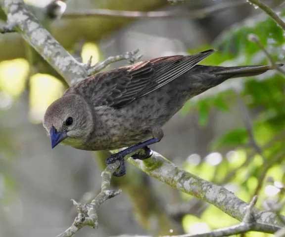 Brown-headed Cowbird - Photo by Van Remsen