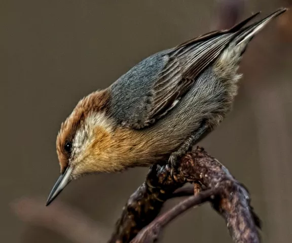 Brown-headed Nuthatch - Photo by Tom Finnie