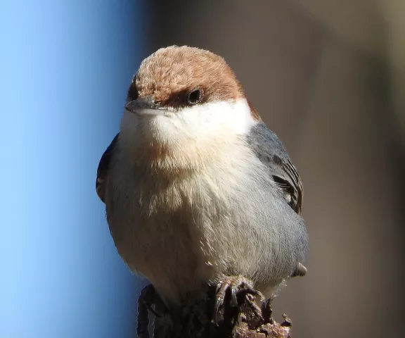 Brown-headed Nuthatch - Photo by Van Remsen