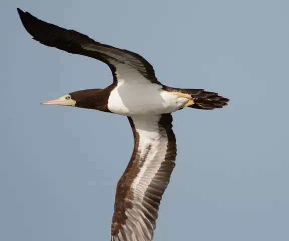 Brown Booby - Photo by Van Remsen