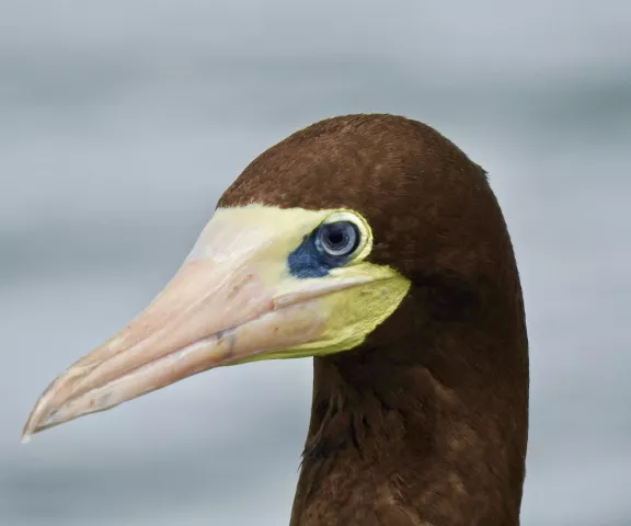 Brown Booby - Photo by Van Remsen