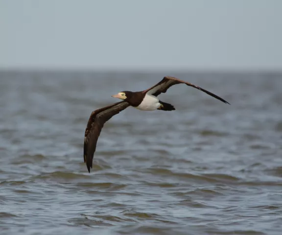 Brown Booby - Photo by Van Remsen