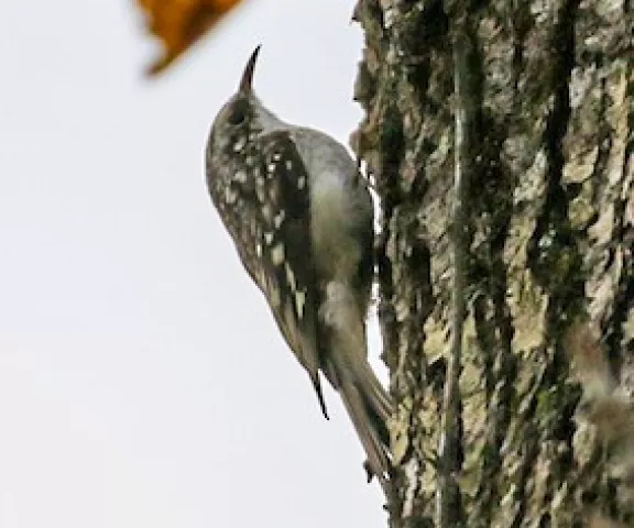 Brown Creeper - Photo by Brad Price