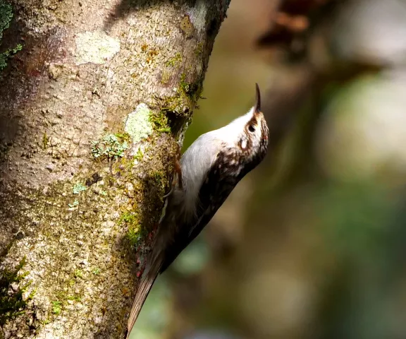 Brown Creeper - Photo by Jane Patterson