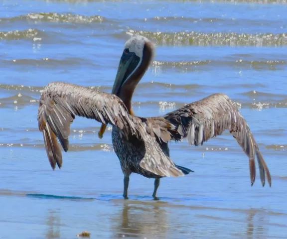 Brown Pelican - Photo by Ruth Cronan