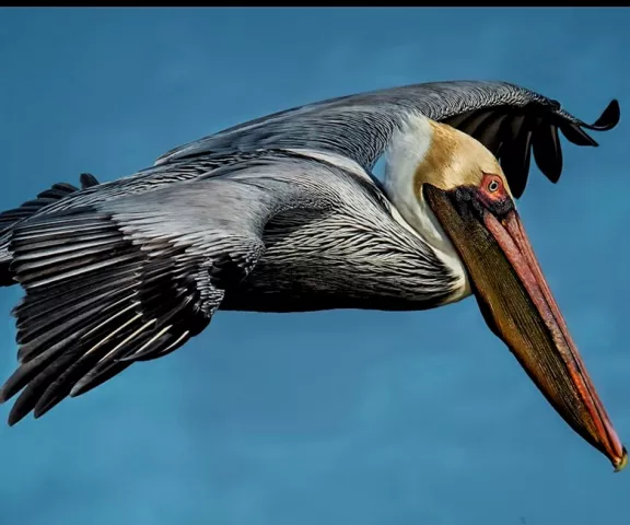 Brown Pelican - Photo by Tom Finnie