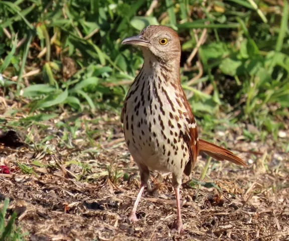 Brown Thrasher - Photo by Vicki Sensat