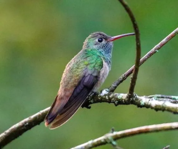 Buff-bellied Hummingbird - Photo by Brad Price