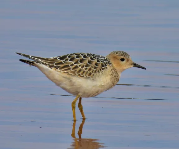 Buff-breasted Sandpiper - Photo by Van Remsen