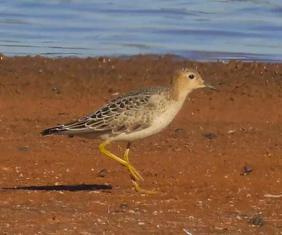 Buff-breasted Sandpiper - Photo by Van Remsen