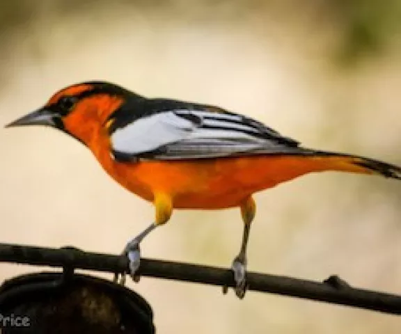 Bullock's Oriole - Photo by Brad Price