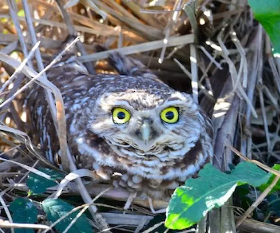 Burrowing Owl - Photo by Ruth Cronan