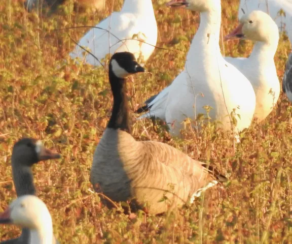 Cackling Goose - Photo by Van Remsen