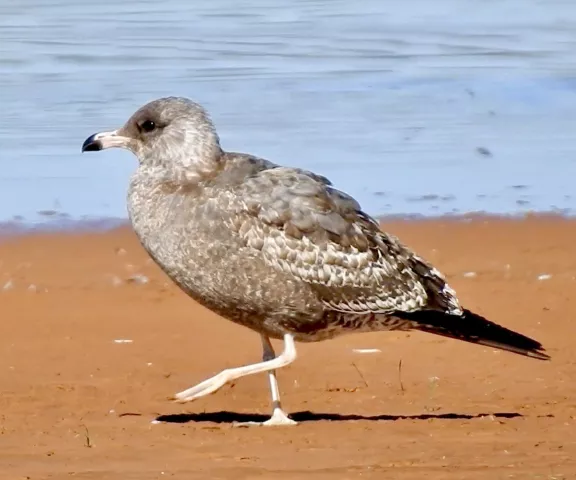 California Gull - Photo by Van Remsen