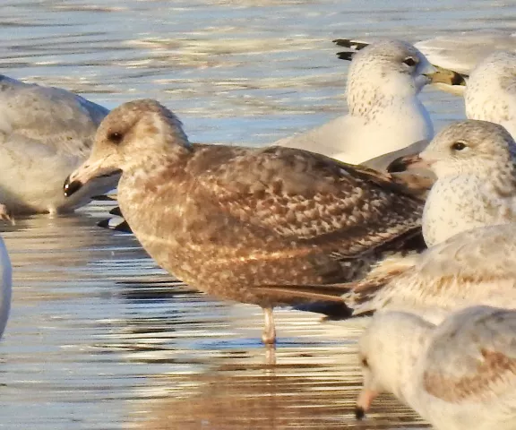 California Gull - Photo by Van Remsen